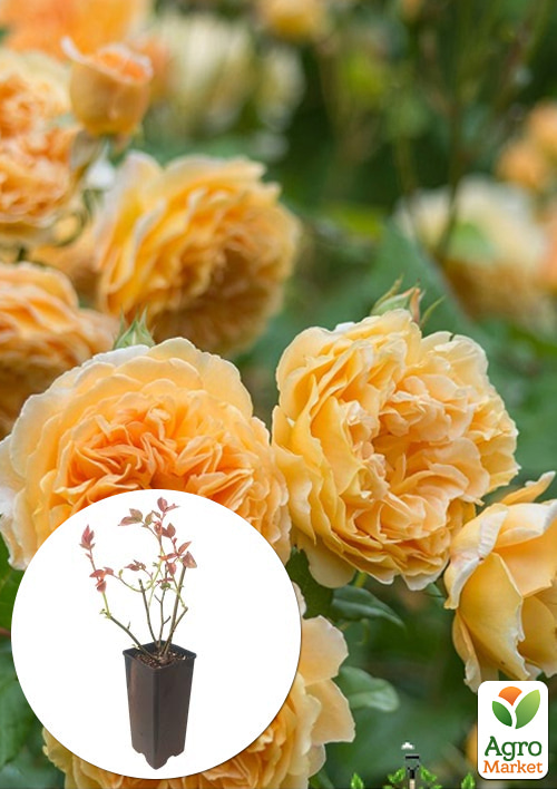 Роза английская "Beatrice" в контейнере, высший сорт