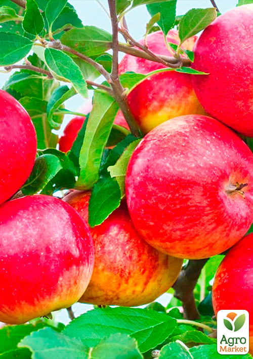 Яблоня "Моди" (зимний сорт, поздний срок созревания) - фото 4