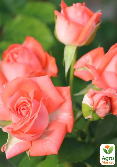 Роза спрей "Barbados" в контейнере, высший сорт - фото 2