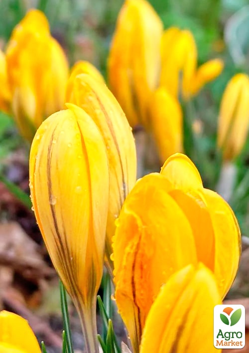 Крокус крупноцветковый "Golden Yellow" укорененный - фото 8