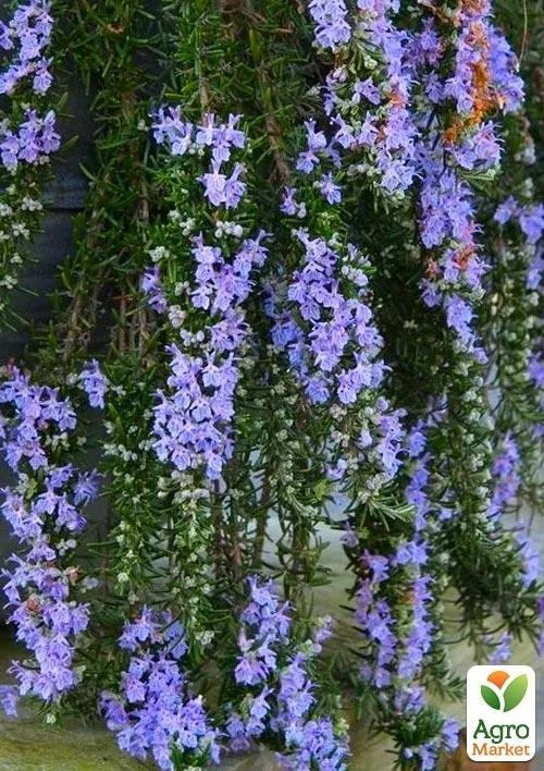 Розмарин Ампельный "Riviera"