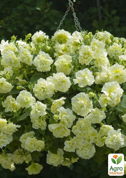 Петунія напівампельна Tumbelina «Susanna» (контейнер № 10, висота 10-15см) - фото 2