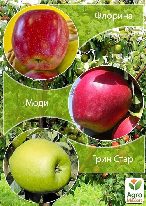 Дерево-сад Яблуня "Флоріна + Моді + Грін Стар"