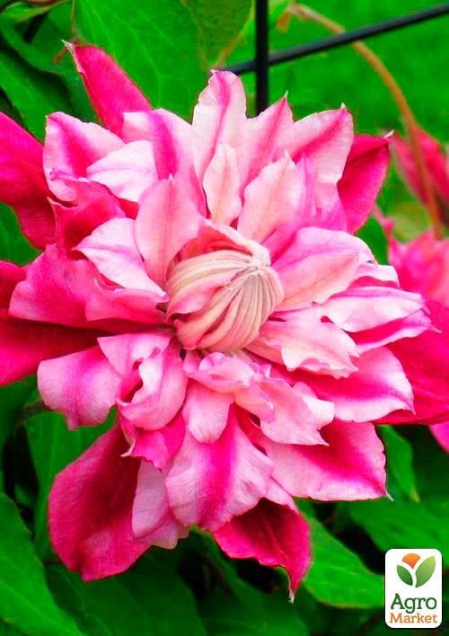 Клематис 3-х летний "Patricia Ann Fretwell Pafar" С2 - фото 2