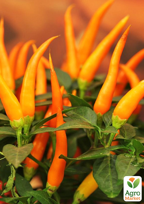 Капсикум острый перец  "Orange Fire"