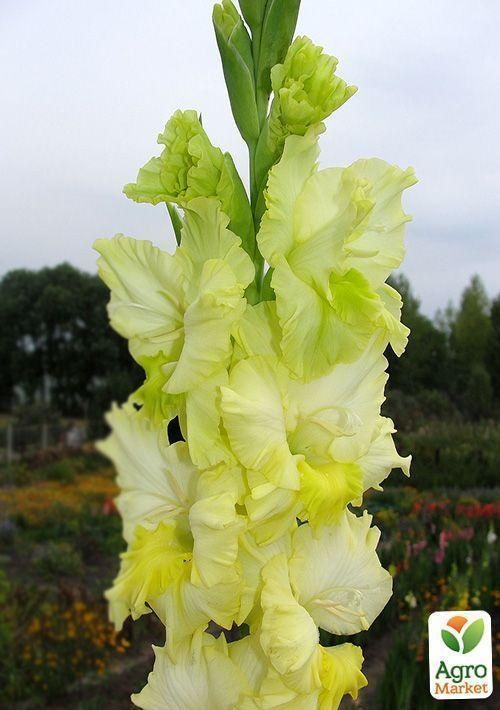 Гладиолус "Золотой улей"