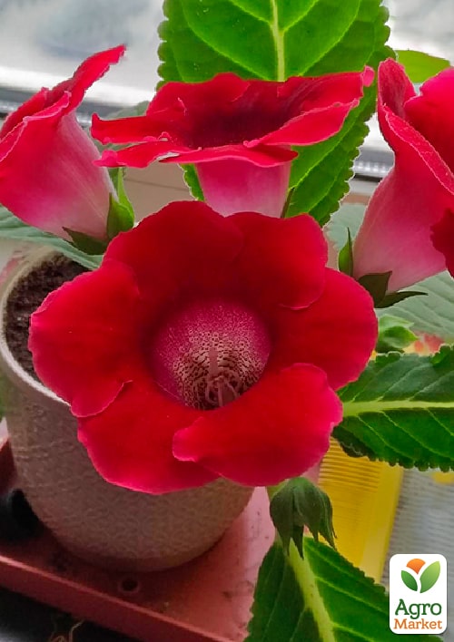 Глоксиния "Empress Red" высота 20см - фото 4