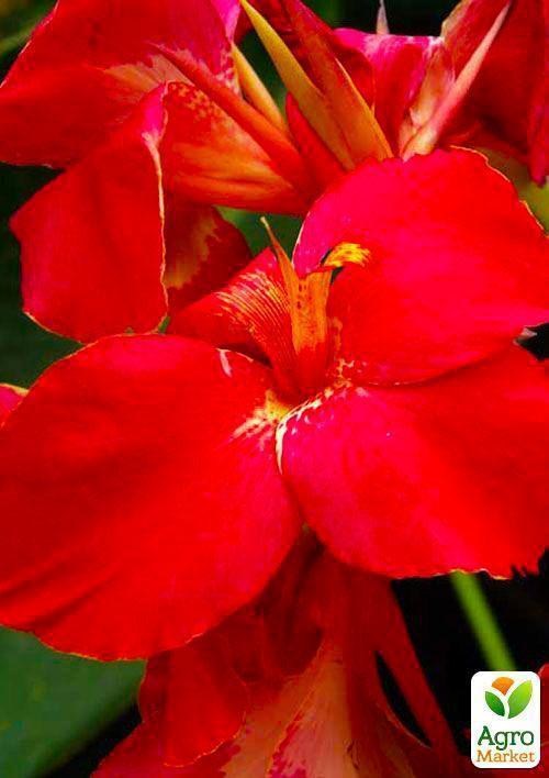 Канна "President" 1шт в упаковке