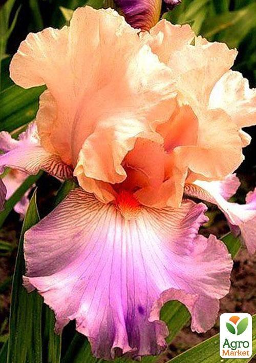 Ірис бородатий великоквітковий "Selebration Song" 1шт в упаковці