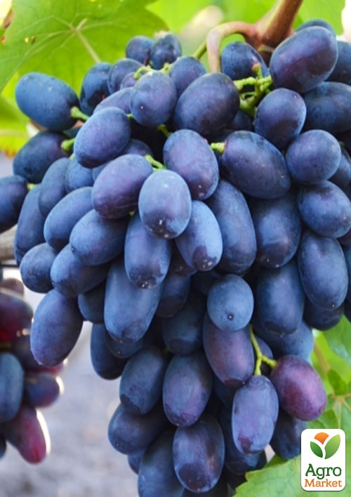 Виноград "Пам'яті Броніслава" (велика, соковита, солодка, хрустка м'якоть) - фото 4