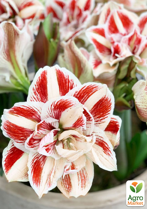 Амариллис (гиппеаструм) махровый в горшке "Bright Nymph"