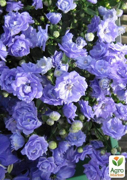 Кампанула махрова "Elizabeth Oliver"