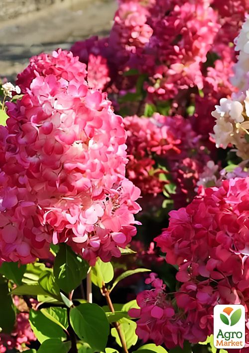 Гортензия метельчатая "Фрамбозин Ренсам" вазон Р9