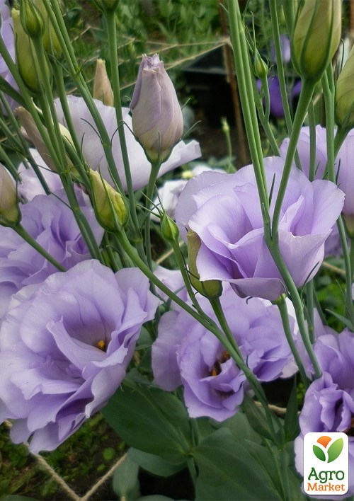 Эустома "Пикколо Милка F1" ТМ "Vesna Exclusive" 5шт