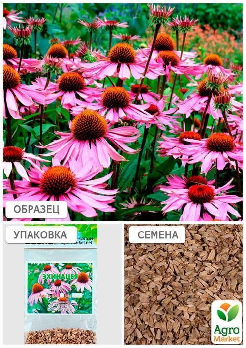 Эхинацея (Зипер) ТМ "Весна" 0,5г - фото 2