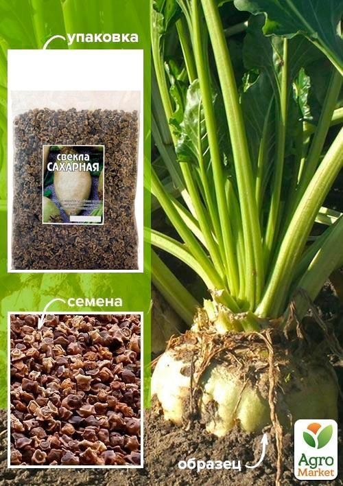 Свекла "Сахарная" ТМ "Весна" 100г