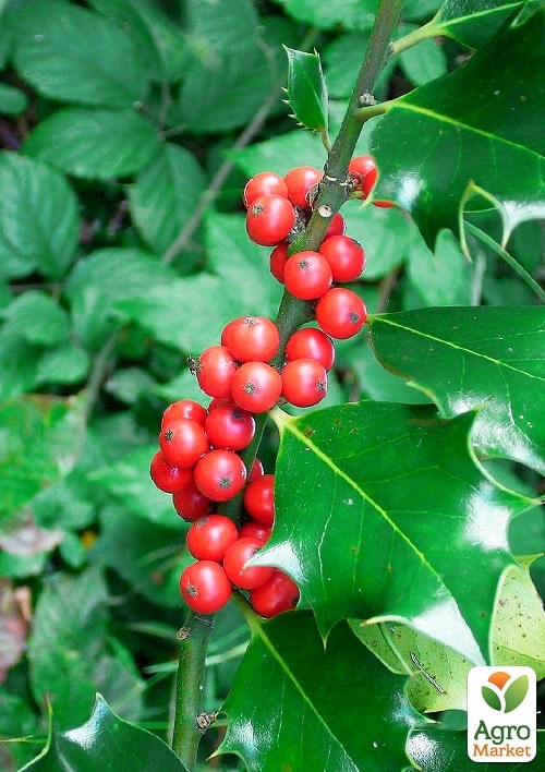 Падуб остролистный (Ilex aquifolium) вазон Р9 - фото 4