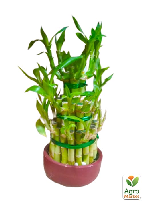 LMTD Бамбук Счастья "Lucky Tower" высота 25-30см - фото 5