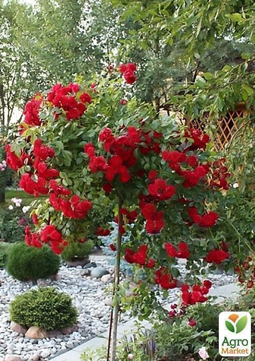 Роза штамбовая "Хэллоу" 