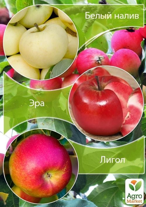 Дерево-сад Яблоня "Белый налив+Эра+Лигол" 