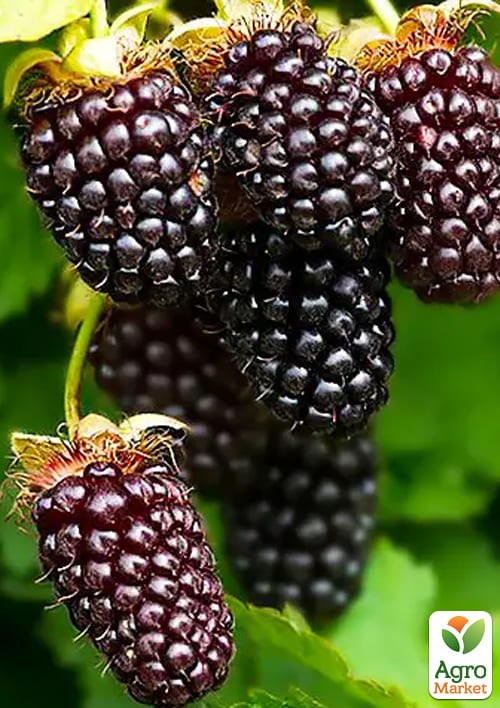 Малинно - ежевичный гибрид "Техас" (ранние сроки созревания)