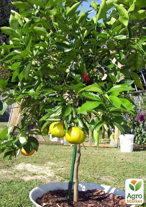 Мандарин "Санберст" - фото 2