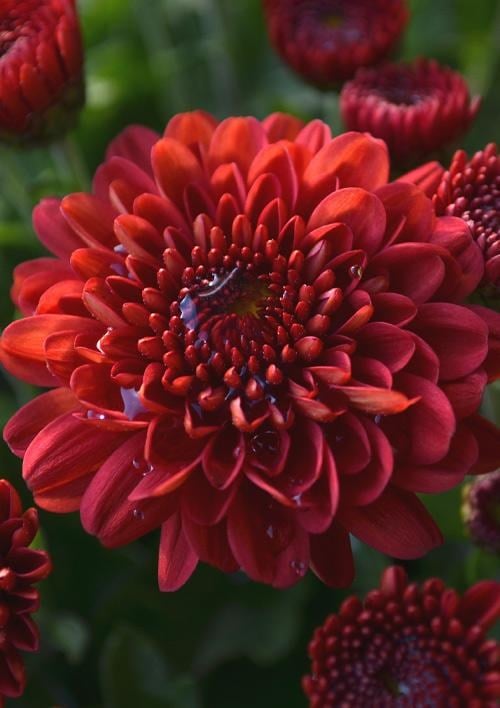 Хризантема кущова середньоквіткова "Mi Amore"