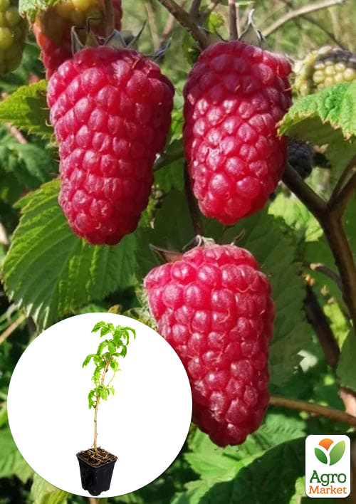 Малина (In vitro) "Przehyba" укорененная в контейнере (ультраранняя, крупноягодная, сладкая)