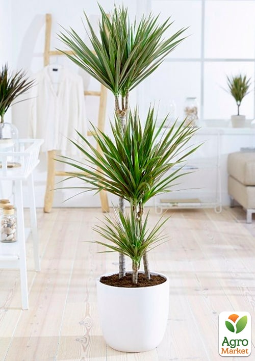 LMTD Драцена "Marginata" (триярусна, висота 130-150см) вазон С5 - фото 5