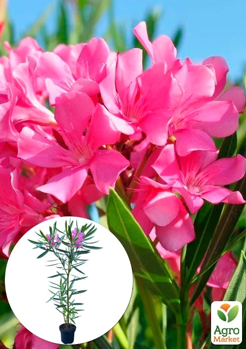 Олеандр 2-х летний "Greta" (высота 40-60см)