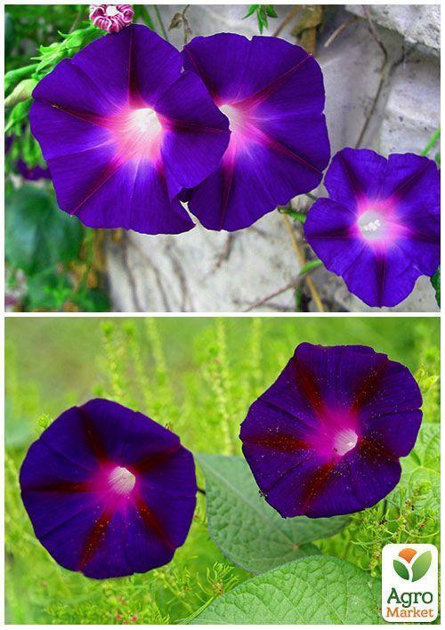На развес Ипомея "Синяя звезда" ТМ "Весна" цена за 2г - фото 3