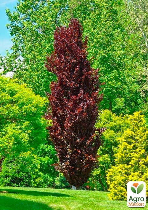 Бук лісовий червонолистий "Rohan Obelisk" С10 - фото 2
