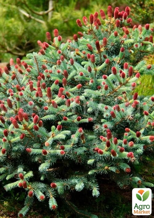 Ялина колюча "Lucky Strike" С10, висота 45-60см - фото 3