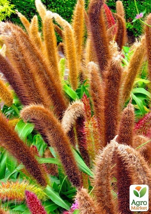 Пеннисетум "Millet Jade Princess" вазон С2