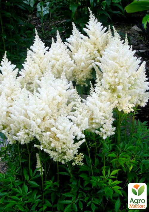 Астильба "Diamant"