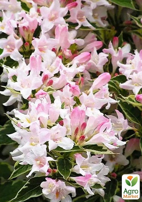 Вейгела 3-х річна "Splendid" С3, висота 80-100см - фото 3