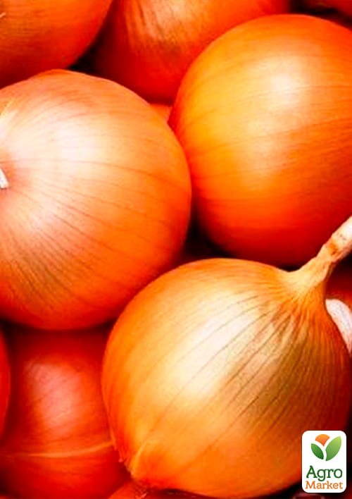 Лук-севок 1кг (арбажейка) "Халцедон" (Украина) - фото 4