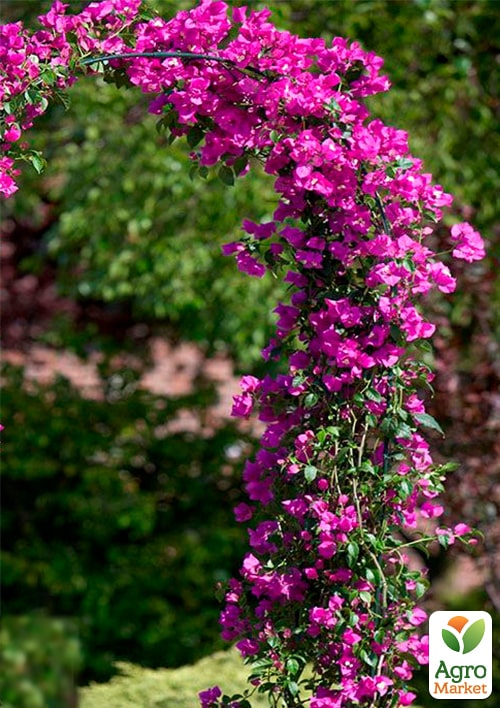 Бугенвиллия Бразильская - фото 6