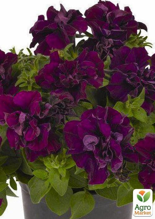 Сурфиния "Double Cascade Burgundy" (контейнер № 10, высота 10-15 см)