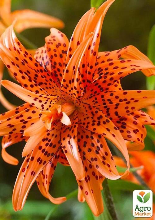 Лілія "Flore Pleno"