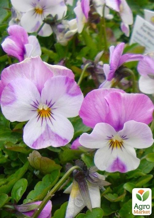Виола (Viola Cornuta) "Pink Wing" - фото 2