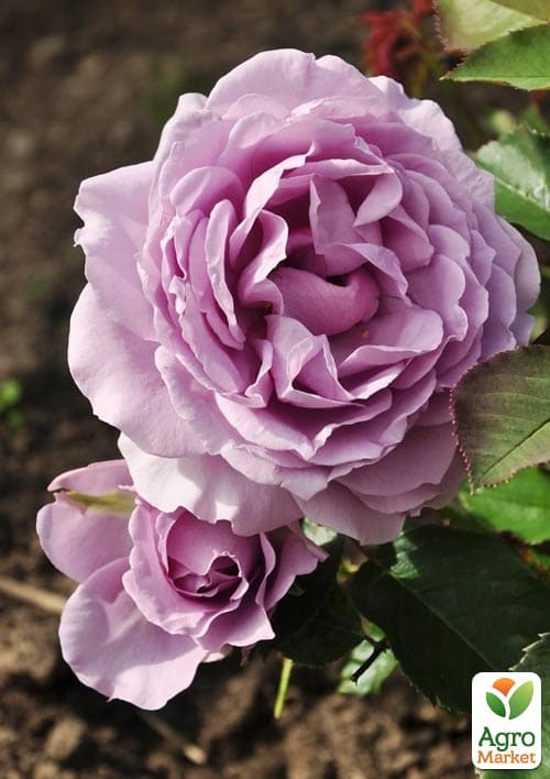 Троянда флорибунда "Love Song" (Лав Сонг) (саджанець класу АА+) вищий сорт