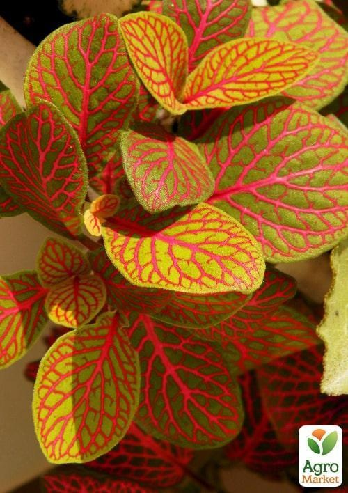 Фиттония Джосан (Fittonia Josan) - фото 3