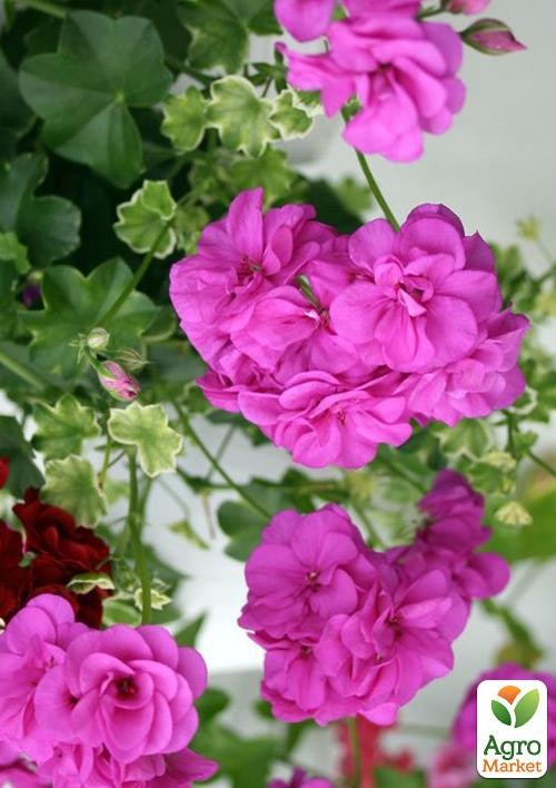 Пеларгония ампельная "Big Amethyst" (контейнер № 10, высота 10-20 см) - фото 2