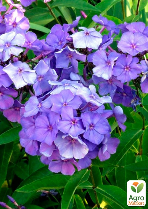 Флокс багаторічний "Blue Paradise" - фото 2