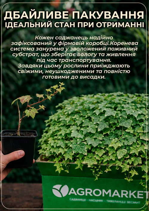 Плющ декоративный "Teardrop" контейнер Р9 - фото 4