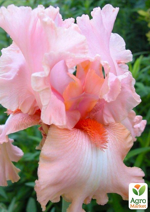 Ирис бородатый крупноцветковый "Magical Encounter"  1шт в упаковке