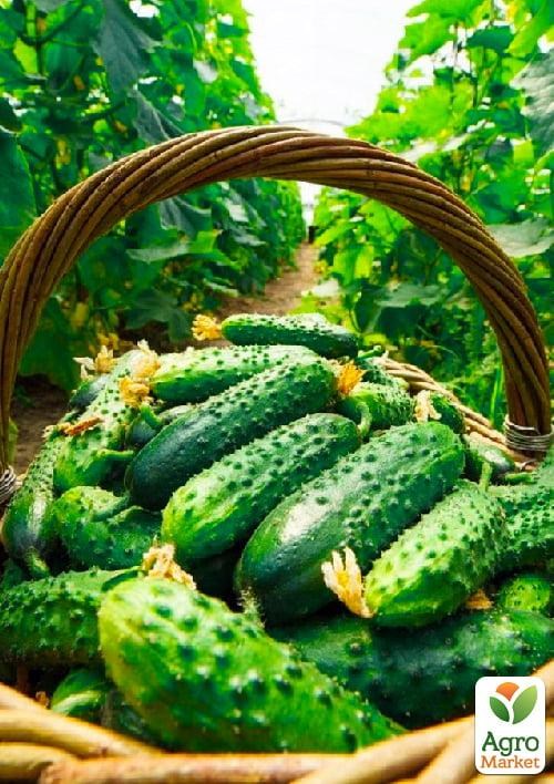 Огірок "Кузнєчік" (у банці) ТМ "Весна Органік" 15шт