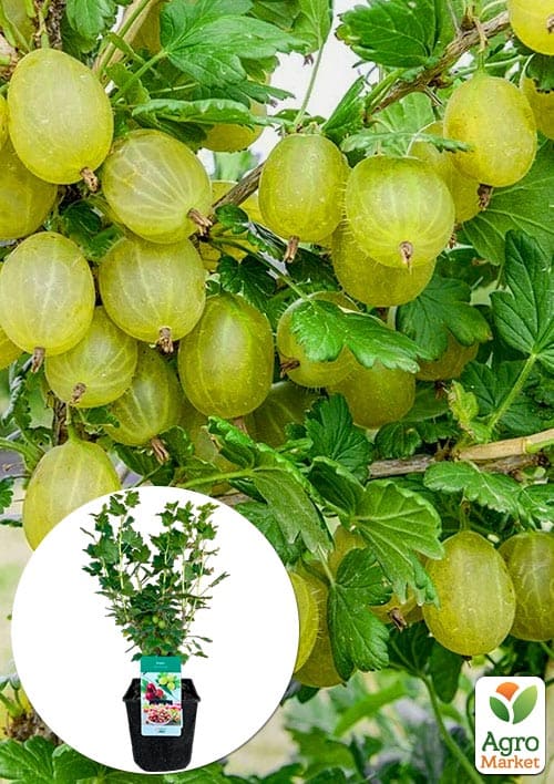 Крыжовник "Хиннонмаки Еллоу" 2х-летний, укорененный в контейнере 