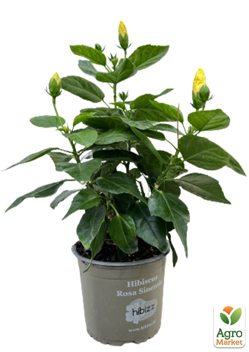 Гибискус комнатный "Adonis Yellow"  - фото 5